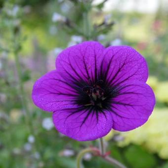 Geranium 'Ann Folkard'