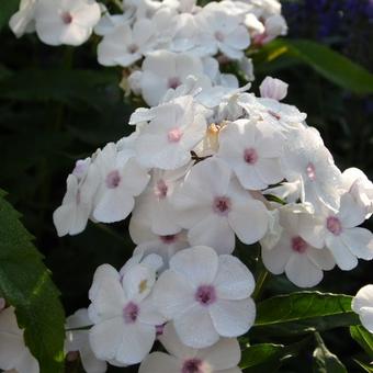 Phlox x arendsii SPRING PEARL 'Miss Jill'