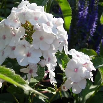 Phlox x arendsii SPRING PEARL 'Miss Jill'