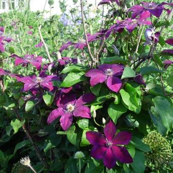 Clematis 'Westerplatte'