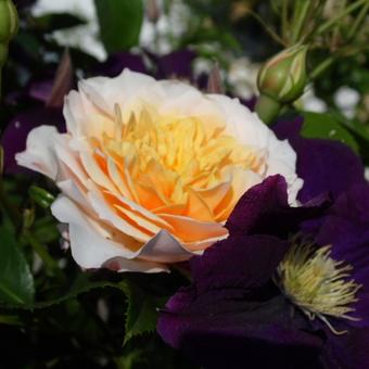 Rosa 'Ginger Syllabub'