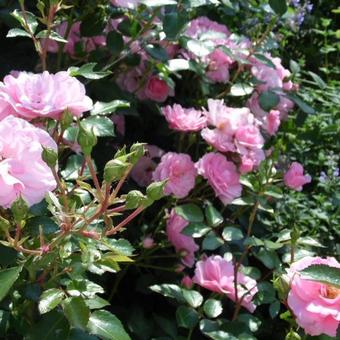 Rosa 'Bonica'