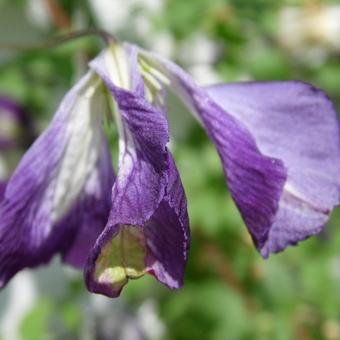 Clematis viticella  'I Am Lady J'