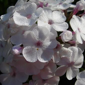 Phlox x arendsii SPRING PEARL 'Miss Jill'