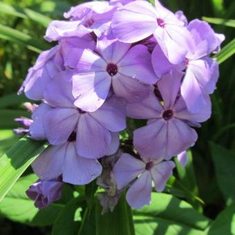 Phlox paniculata 'Violet FLAME'