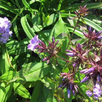 Phlox paniculata 'Violet FLAME'