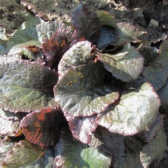 Primula vulgaris 'Innisfree'