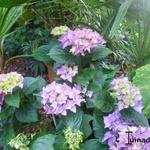 Hydrangea macrophylla 'Early Blue' - 