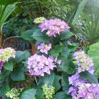 Hydrangea macrophylla 'Early Blue'