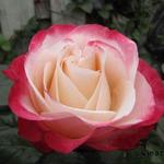 Rosa 'Nostalgie' - 