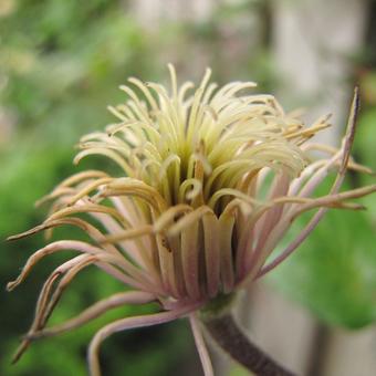 Clematis texensis ´Ville de Lyon´