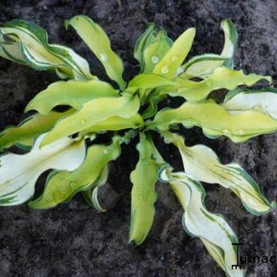 Hosta 'Ripple Effect' - 