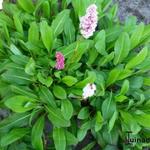 Persicaria affinis var. Superbum - 