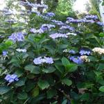 Hydrangea macrophylla 'Zorro' - 