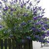 Buddleja davidii 'Lochinch' 