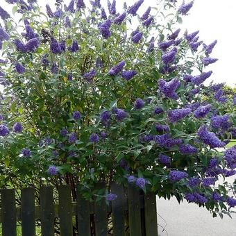 Buddleja davidii 'Lochinch'