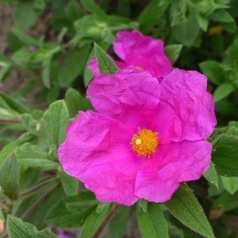 Cistus x pulverulentus 'Sunset'