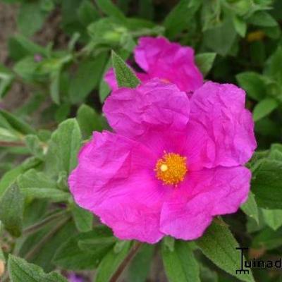 Cistus x pulverulentus 'Sunset'