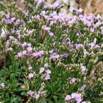 Limonium minutum - 