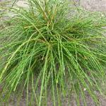 Thuja plicata 'Whipcord' - 