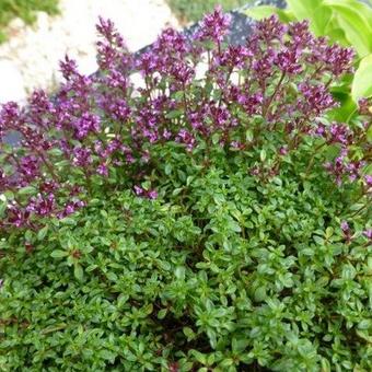 Thymus praecox 'Elfin'