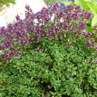 Thymus praecox 'Elfin'