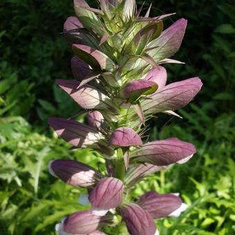 Acanthus spinosus