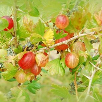 Ribes uva-crispa 'Invicta'