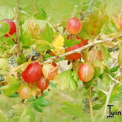 Ribes uva-crispa 'Invicta' - 