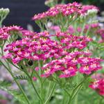 Achillea millefolium 'Cerise Queen'