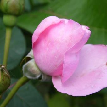 Rosa 'Ghita Renaissance'