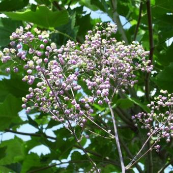 Thalictrum 'Elin'