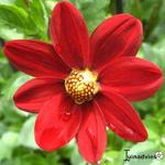 Dahlia 'Topmix Red' - 