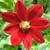 Dahlia 'Topmix Red'