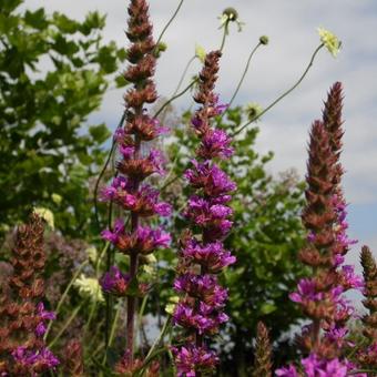 Lythrum salicaria