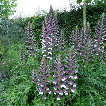 Acanthus spinosus