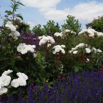 Rosa 'Poustinia'