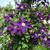 Clematis 'Warszawska Nike'