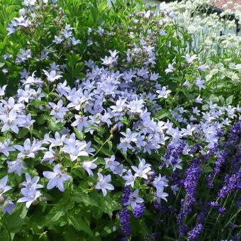 Campanula