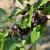 Ribes nigrum x Ribes uva-crispa