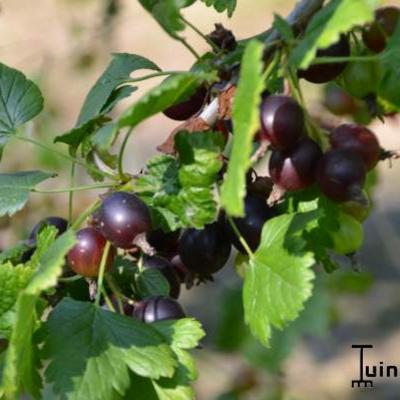 Ribes nigrum x Ribes uva-crispa - 