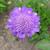 Scabiosa columbaria 'Butterfly Blue'