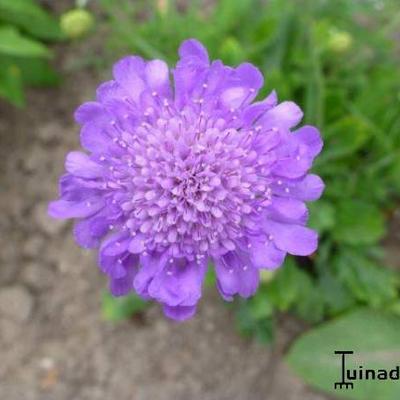 Scabiosa columbaria 'Butterfly Blue'