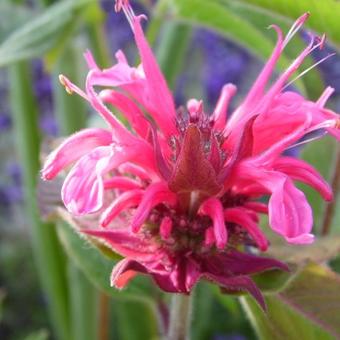 Monarda didyma 'Pink Lace'