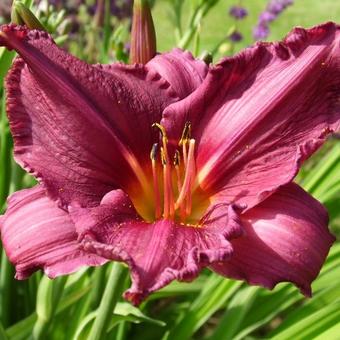 Hemerocallis 'Summer Wine'