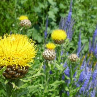 Centaurea macrocephala