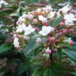 Viburnum tinus 'Eve Price' - VIORNE TIN 'EVE PRICE', LAURIER TIN 'EVE PRICE'