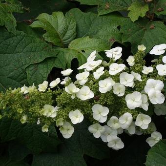 Hydrangea quercifolia 'Sikes Dwarf'