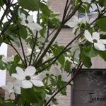 Cornus nuttallii - Cornouiller de Nuttall