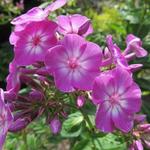 Phlox paniculata 'Pixie Miracle Grace' - 